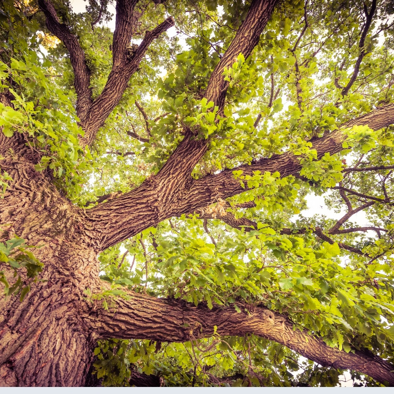 Tiszakürti Arborétum
